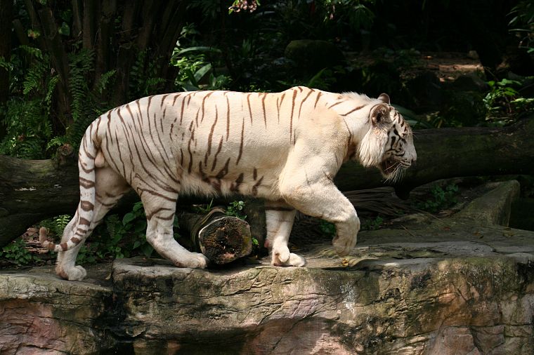 животные, тигры, белый тигр - обои на рабочий стол