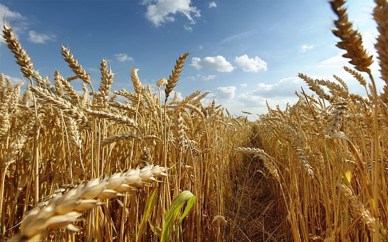 природа, поля, пшеница, зерна - обои на рабочий стол