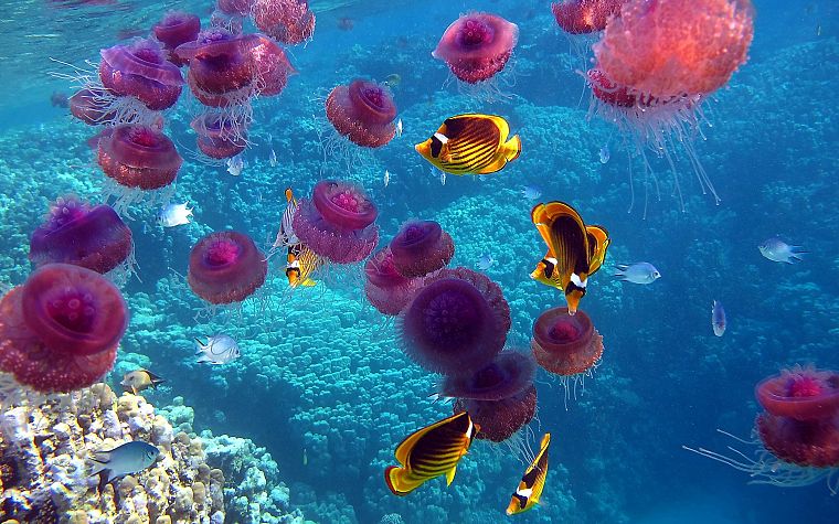 природа, рыба, медуза, под водой, коралловый риф, морская - обои на рабочий стол
