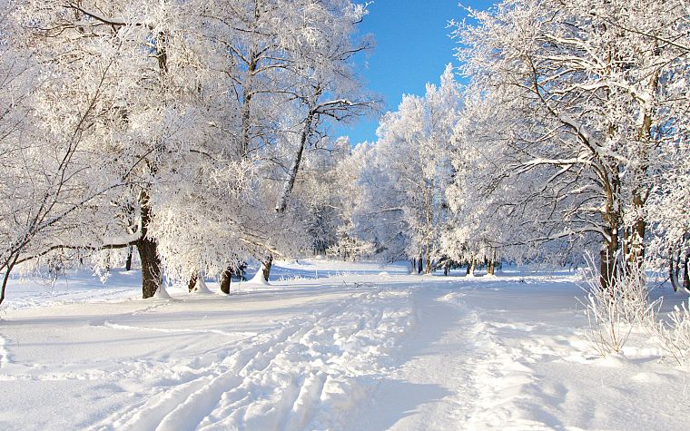 пейзажи, природа, снег, деревья - обои на рабочий стол