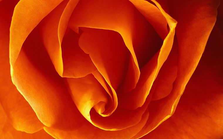 Оранжевые Цветы Фото