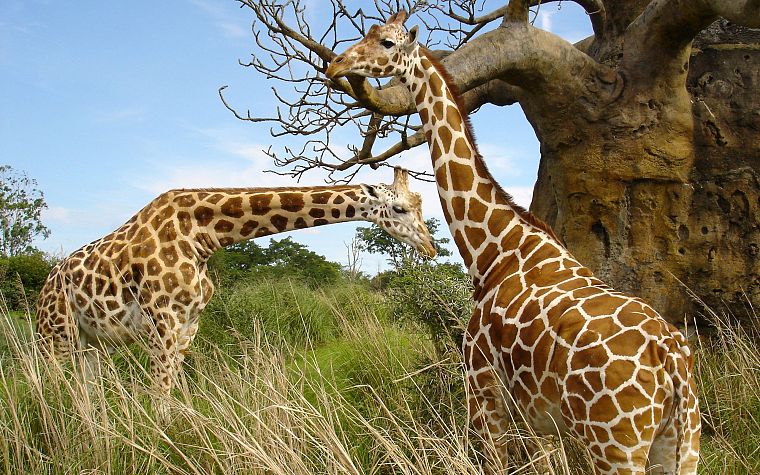 животные, жирафы - обои на рабочий стол