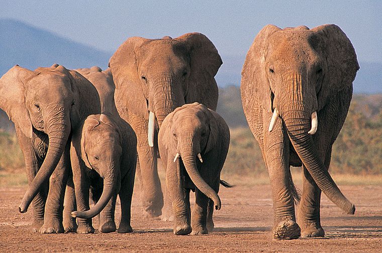 животные, живая природа, слоны - обои на рабочий стол