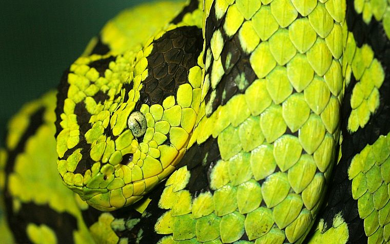 змеи, токсичны, Гватемальский Палм Viper - обои на рабочий стол