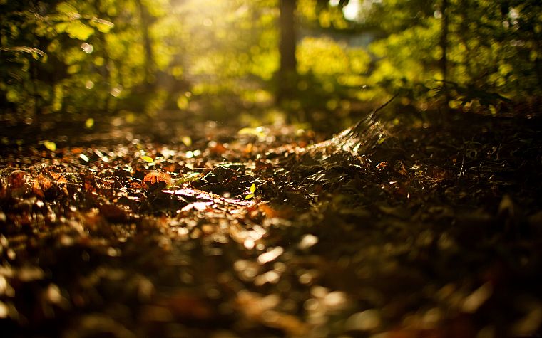 природа, леса, боке, глубина резкости, опавшие листья - обои на рабочий стол