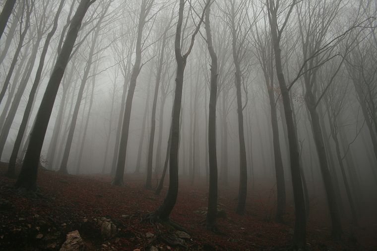 деревья, туман, туман, леса - обои на рабочий стол