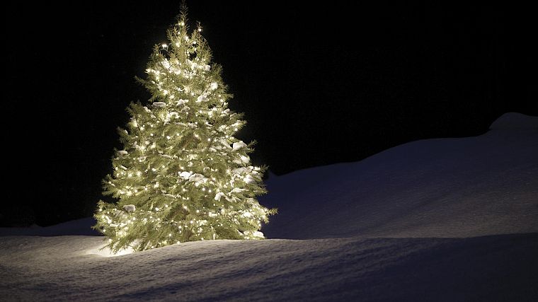 ночь, Рождественские елки, тихий - обои на рабочий стол