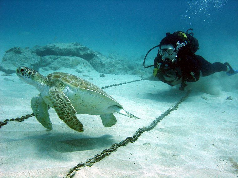 черепахи, подводное плавание, под водой, Кабо-Верде - обои на рабочий стол