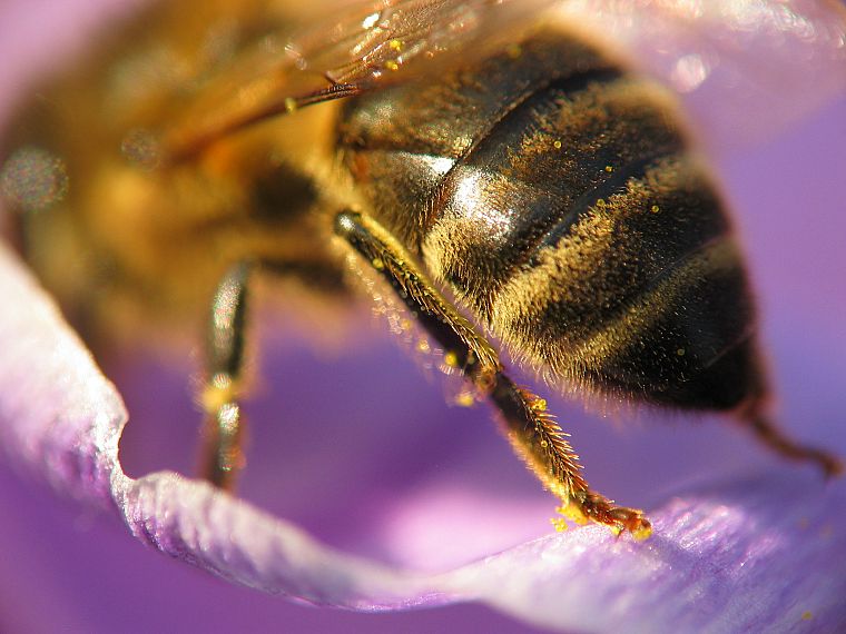 макро, пчелы - обои на рабочий стол