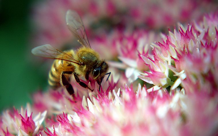 природа, цветы, насекомые, макро, пчелы, hymenopthera - обои на рабочий стол
