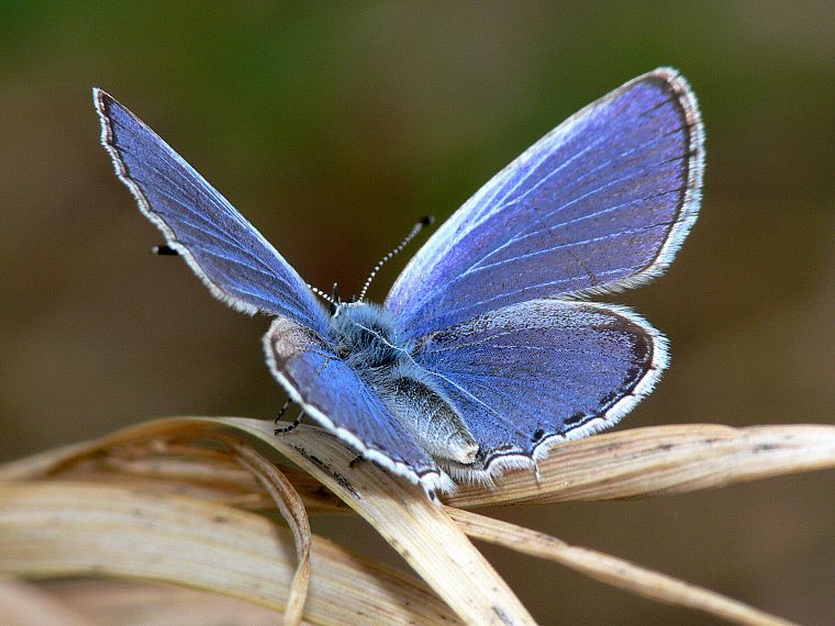 синий, бабочки - обои на рабочий стол