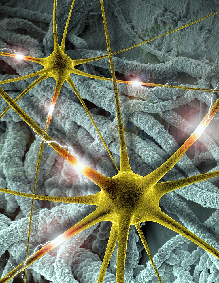 мозг, синапс, нейроны - обои на рабочий стол