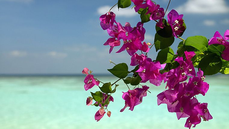 цветы, Бугенвиль, море - обои на рабочий стол