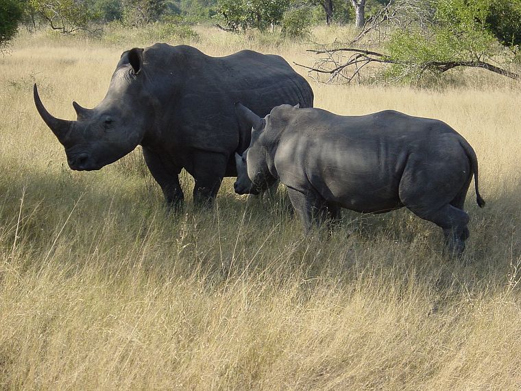 носорог, Африка - обои на рабочий стол