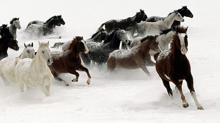 снег, животные, лошади - обои на рабочий стол