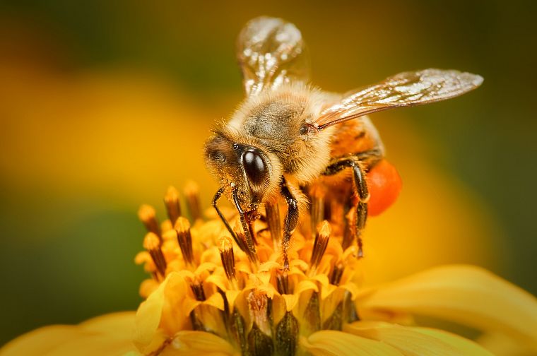 животные, пчелы - обои на рабочий стол