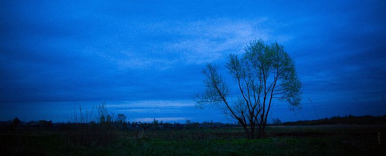 деревья, темнота, ночь, Россия - обои на рабочий стол