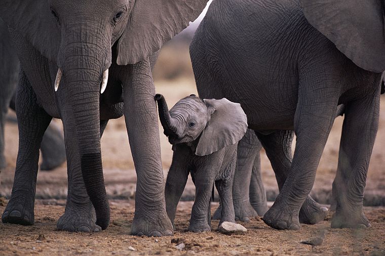 животные, слоны, слоненок, ребенок животных - обои на рабочий стол