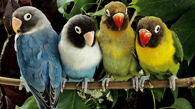 природа, птицы, животные, попугаи, Love Bird - обои на рабочий стол