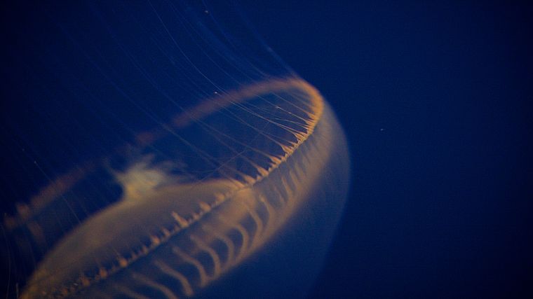медуза, под водой - обои на рабочий стол