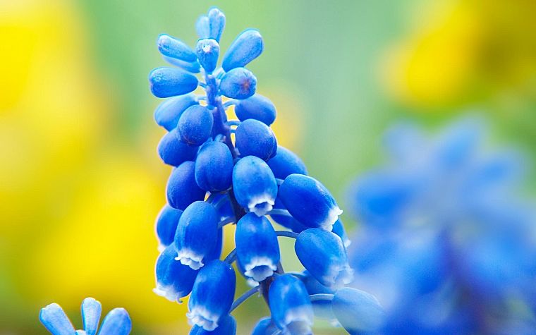 цветы, макро, синие цветы, гиацинты - обои на рабочий стол