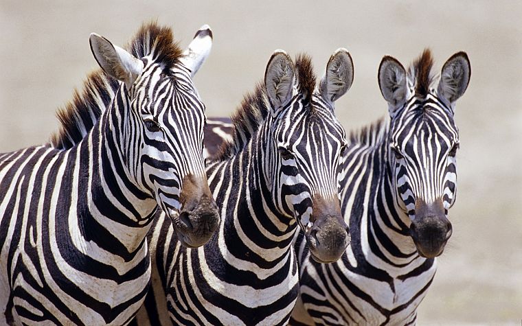 живая природа, зебры, Африка, Дикая Африка - обои на рабочий стол