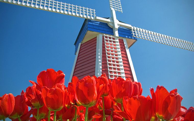 тюльпаны, Амстердам, ветряные мельницы, красные цветы, голубое небо - обои на рабочий стол