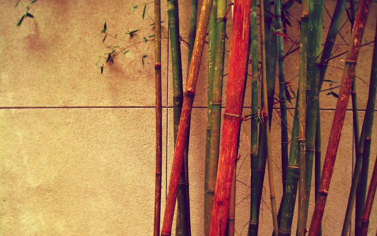 бамбук - обои на рабочий стол