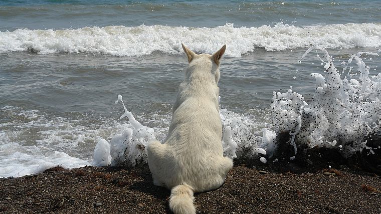 собаки, море, пляжи - обои на рабочий стол