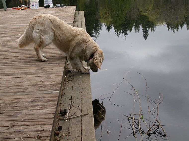 собаки, озера - обои на рабочий стол
