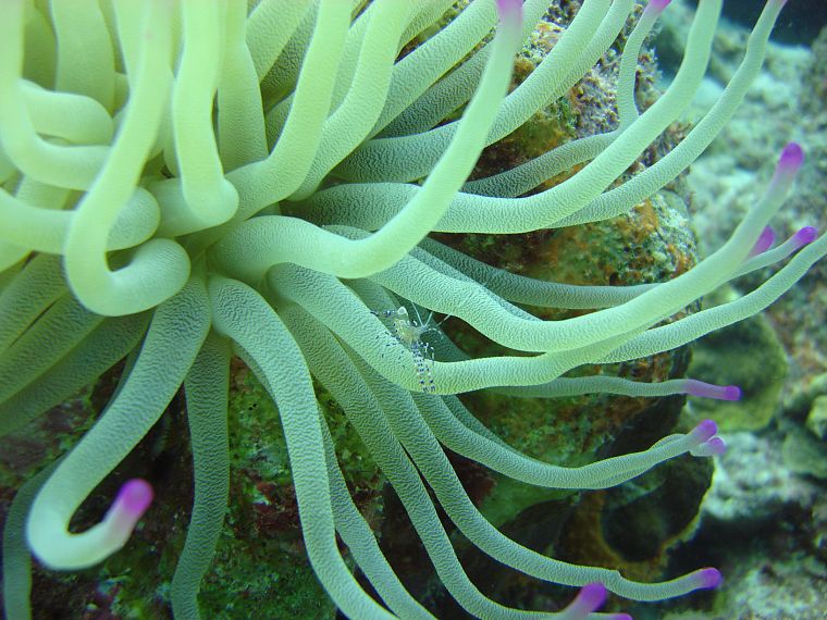актинии, под водой, морская - обои на рабочий стол