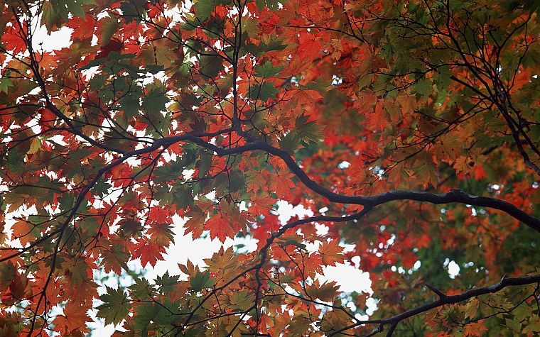 природа, деревья, осень - обои на рабочий стол