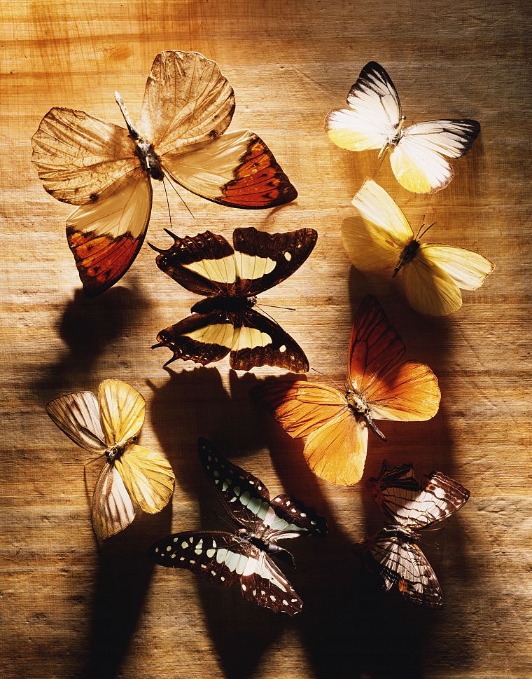 природа, насекомые, макро, бабочки - обои на рабочий стол