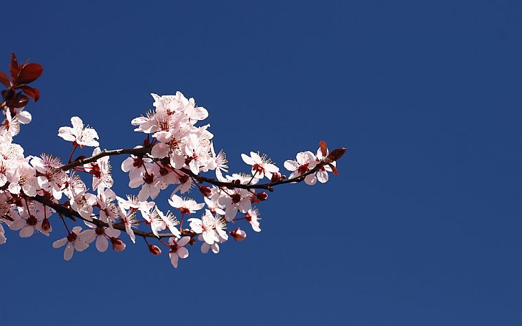 вишни в цвету, цветы, розовые цветы, голубое небо - обои на рабочий стол