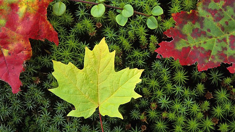 осень, многоцветный, листья, мох - обои на рабочий стол