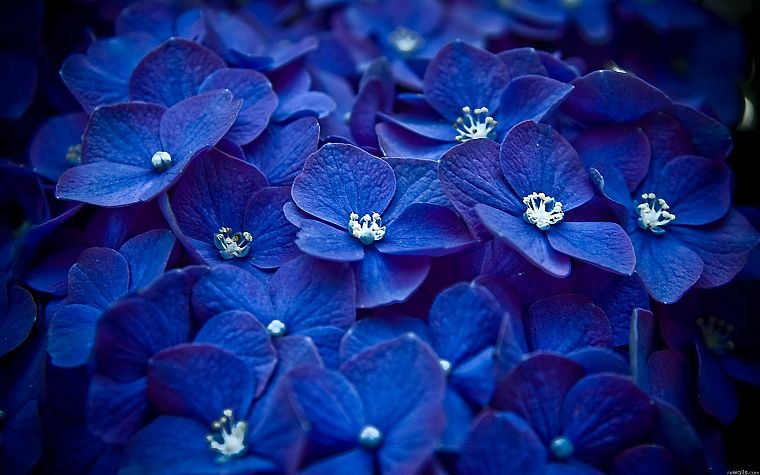 природа, цветы, макро, синие цветы, Гортензии - обои на рабочий стол