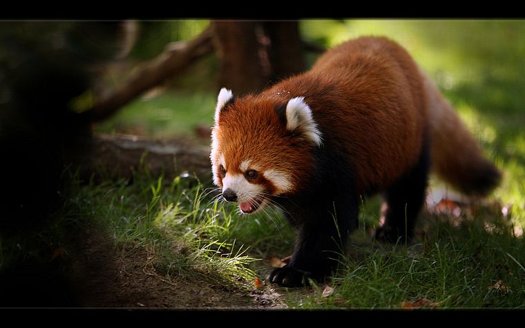 природа, животные, красные панды - обои на рабочий стол