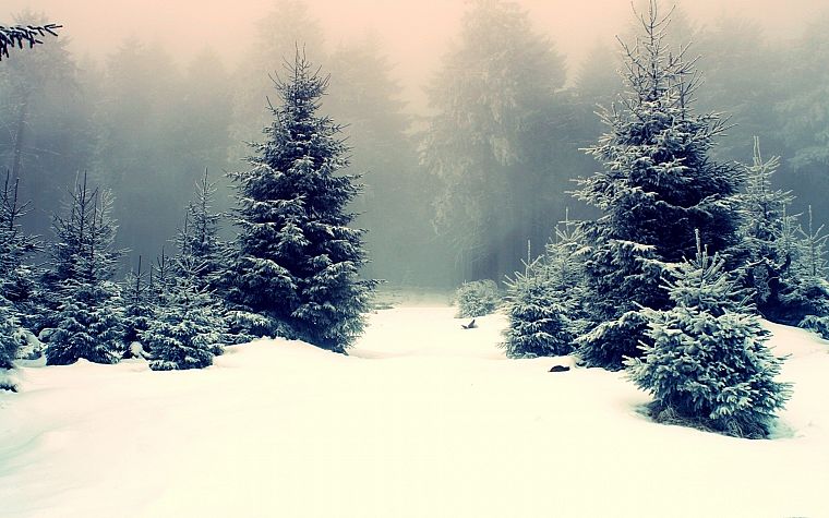 зима, снег, леса - обои на рабочий стол