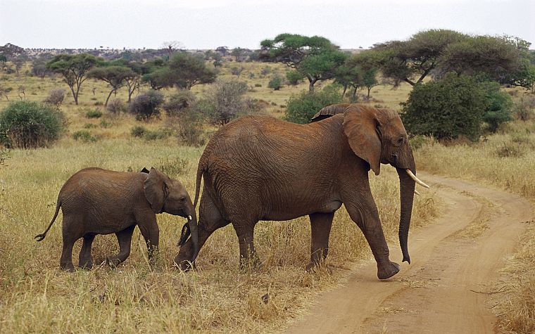 животные, живая природа, слоны, Африка, слоненок, Дикая Африка, ребенок животных - обои на рабочий стол