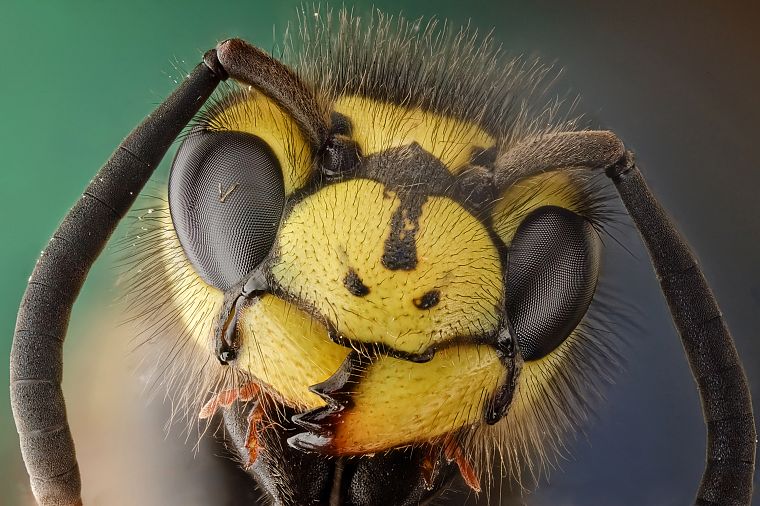 животные, насекомые, шершни, пчелы - обои на рабочий стол