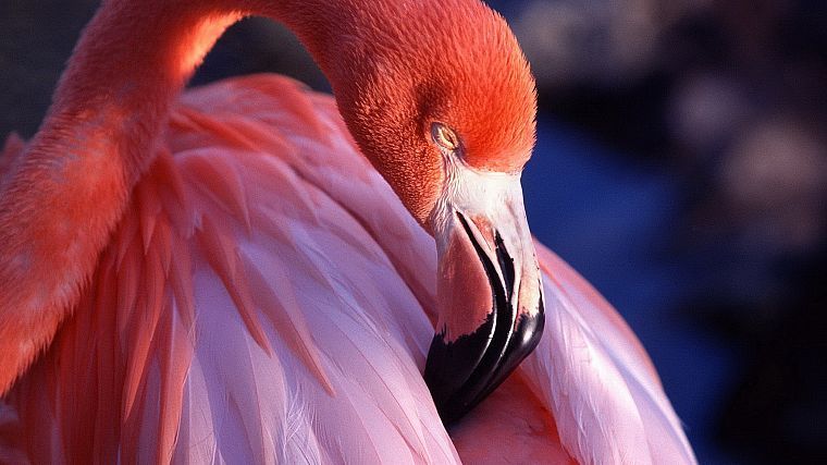 птицы, фламинго - обои на рабочий стол