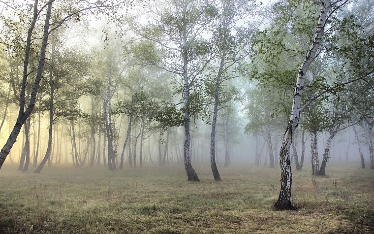 природа, деревья, леса, туман - обои на рабочий стол