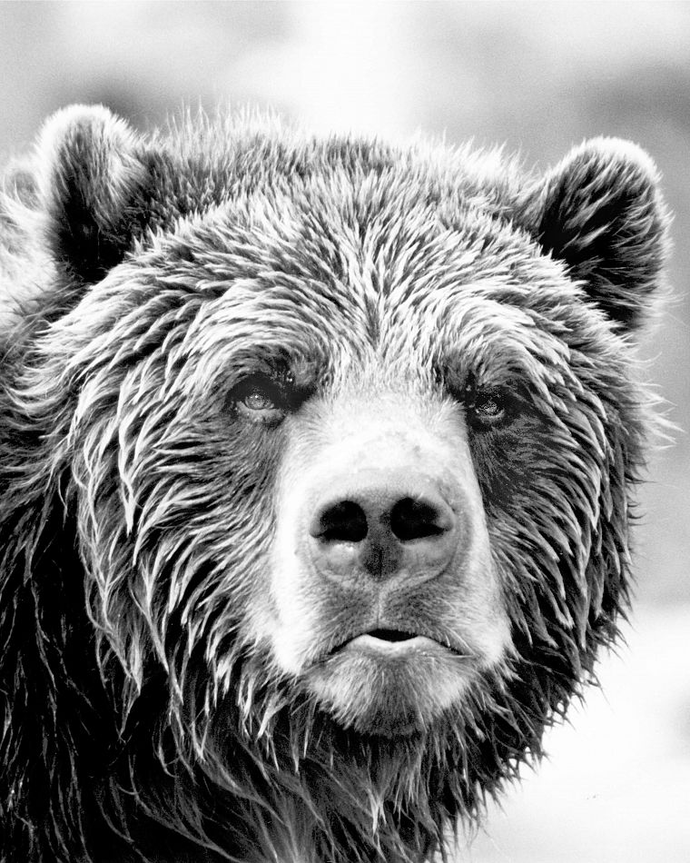 животные, оттенки серого, медведи - обои на рабочий стол