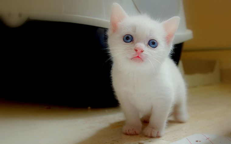 кошки, голубые глаза, котята, домашние питомцы - обои на рабочий стол