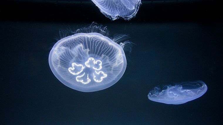 океан, медуза - обои на рабочий стол