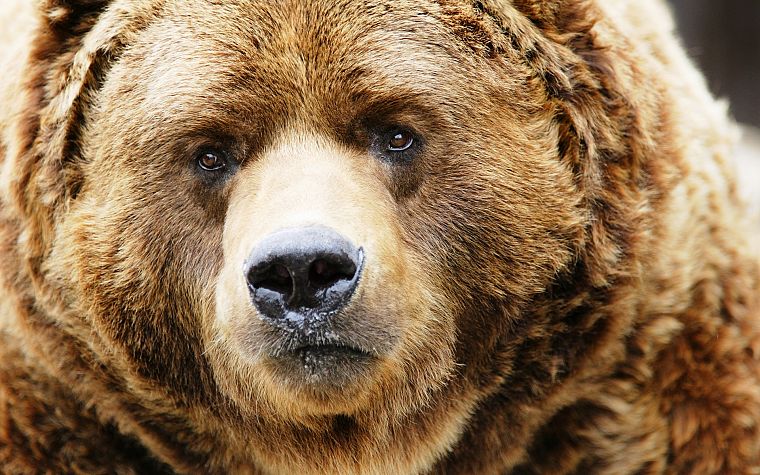 животные, медведи, млекопитающие - обои на рабочий стол