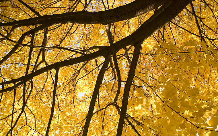деревья, желтый цвет - обои на рабочий стол