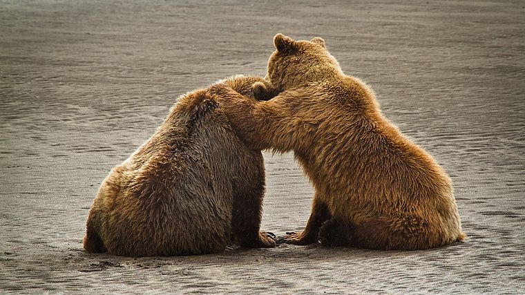 Аляска, медведи гризли, медведи, Национальный парк - обои на рабочий стол