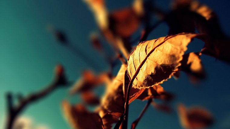 природа, осень, листья, макро, мечтательный, глубина резкости - обои на рабочий стол