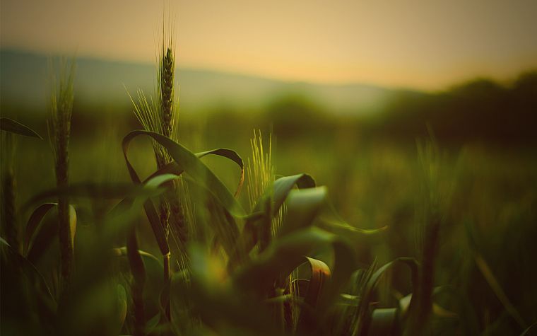 природа, трава, поля, лето, пшеница - обои на рабочий стол